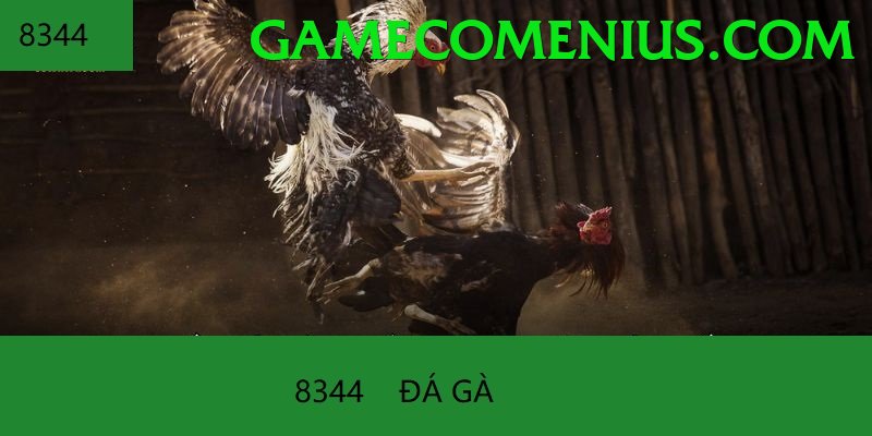 Đá Gà Trực Tiếp - Ưu đãi đặc biệt